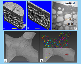 Image from microscope