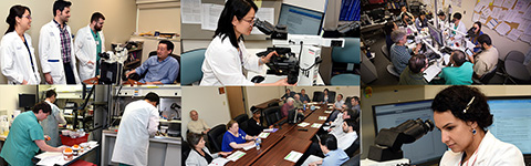 pathology collage