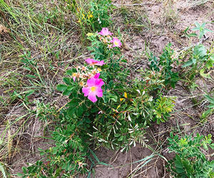 Pink prairie rose
