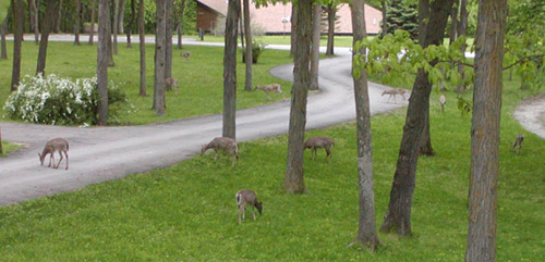 Deer grazing
