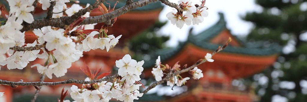 Cherry blossoms blooming in Kyoto, Japan