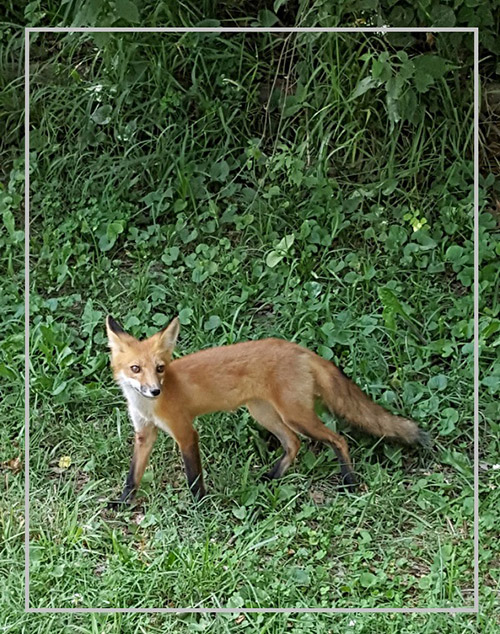 A fox