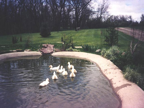 Ducks swimming in the duck pond