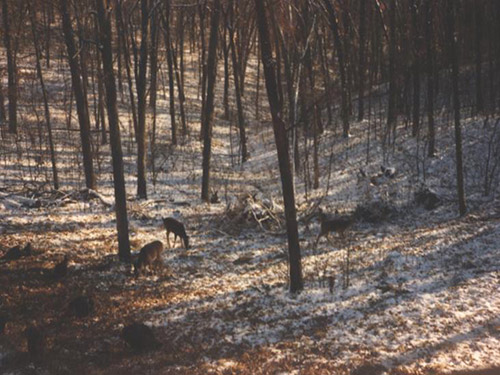 Deer grazing in the woods