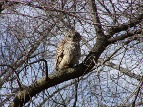 An owl in a tree