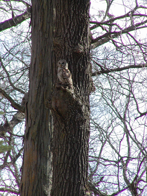 An owl in a tree