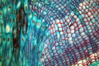 Pine Stem Cross-Section at 400x