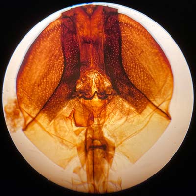 Bee Mouthparts taken at 40x