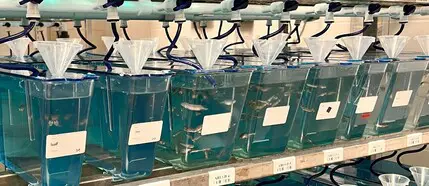 Zebrafish