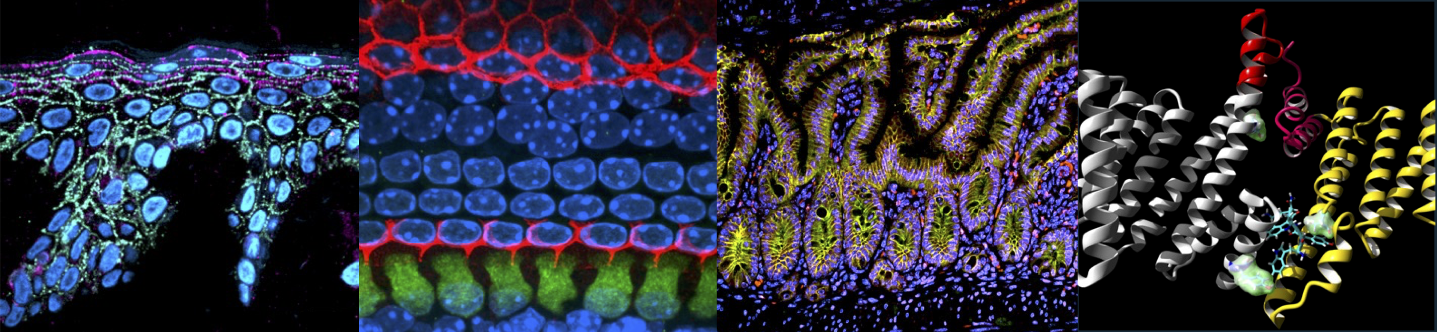 Research images left to right: 1.Skin Epidermis 2.Cochlea Sensory Epithelium 3.Intestinal Epithelium 4.Molecular Modeling