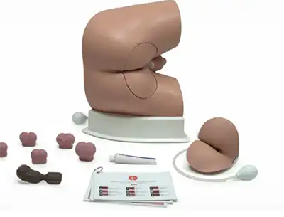Prostate Model