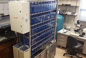 Zebrafish system