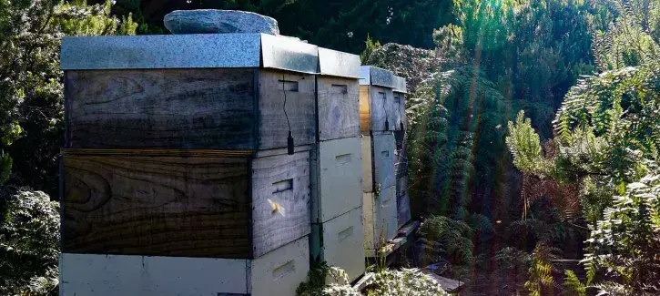 Honeybees hive microphone