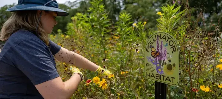 Woman working in pollinator garden.