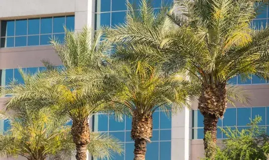 Palm trees at Phoenix campus
