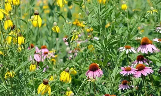 Purple and yellow flowers in prairie garden setting.
