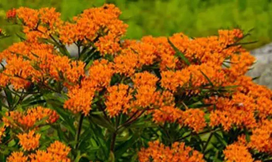 Orange flowers in the garden.