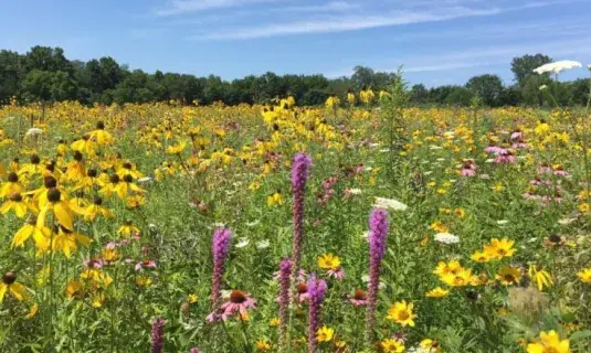 Wide field of purple and yellow flowers.