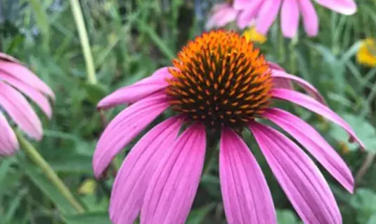 Purple flower with ornate orange and green center.