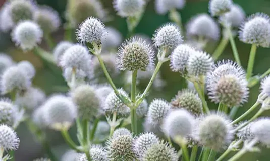 Puffy white flowers clustered together.