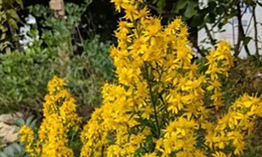 Long stemmed yellow flowers in the garden.