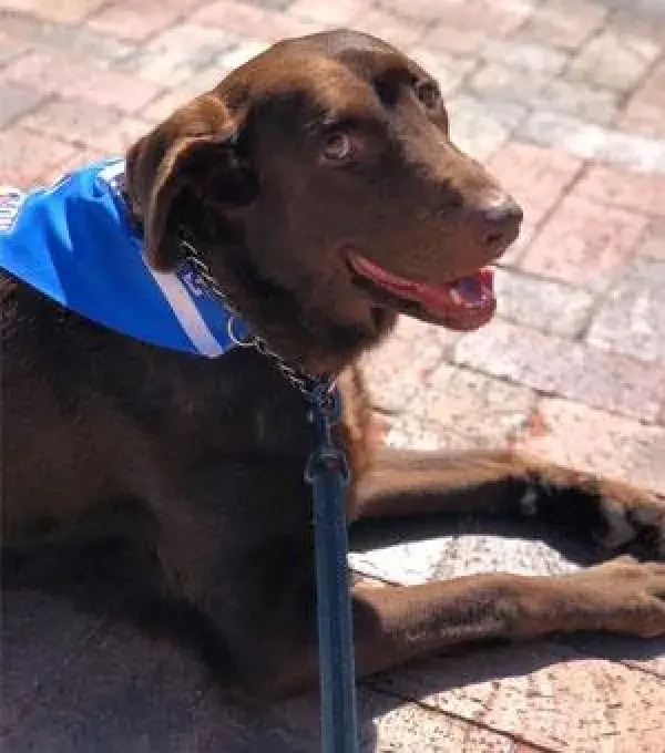 Cocoa, Creighton's Resident Therapy Dog