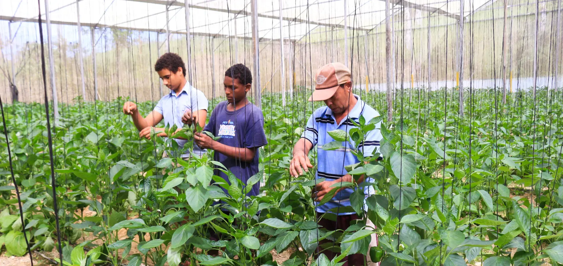 greenhouse in the DR