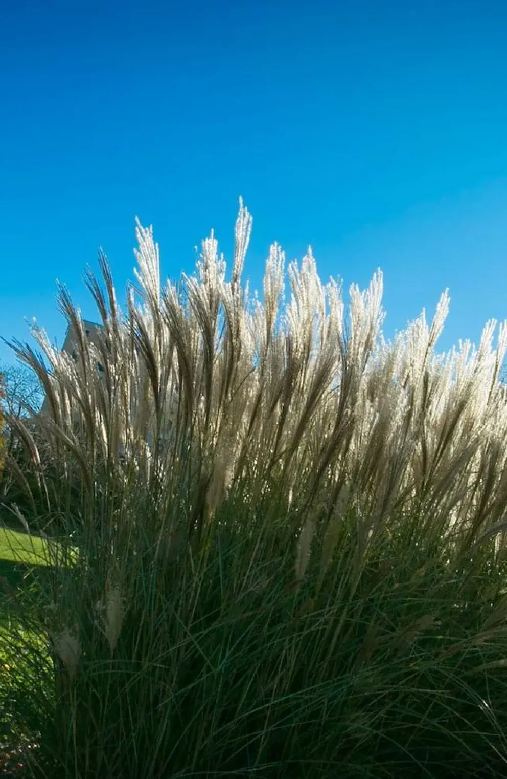 Campus landscape with decorative grasses