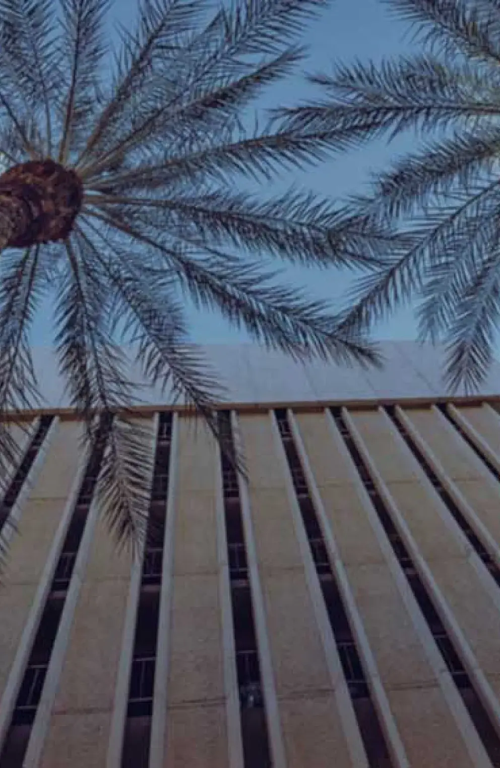 Phoenix palm trees by building