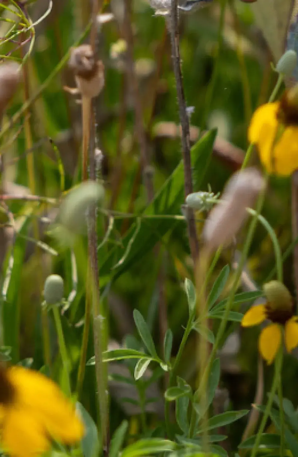 Wildflowers and gardening gloves