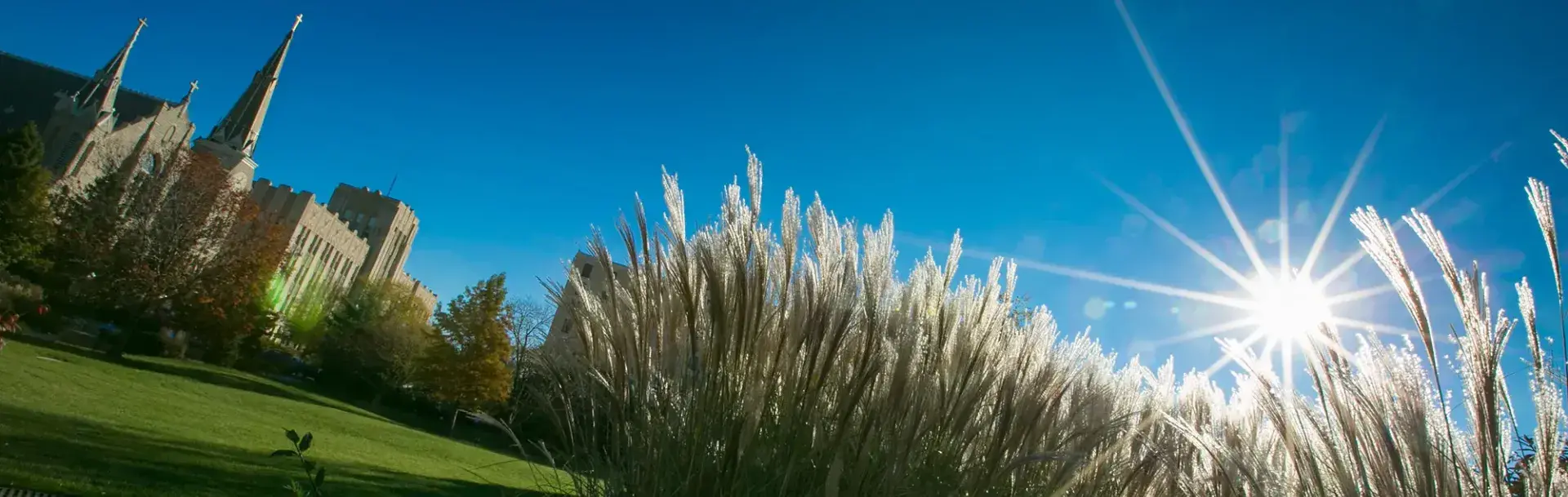 Campus shot with sun beaming behind tall grass.