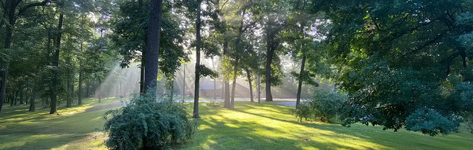 Sunlight coming through wooded area.