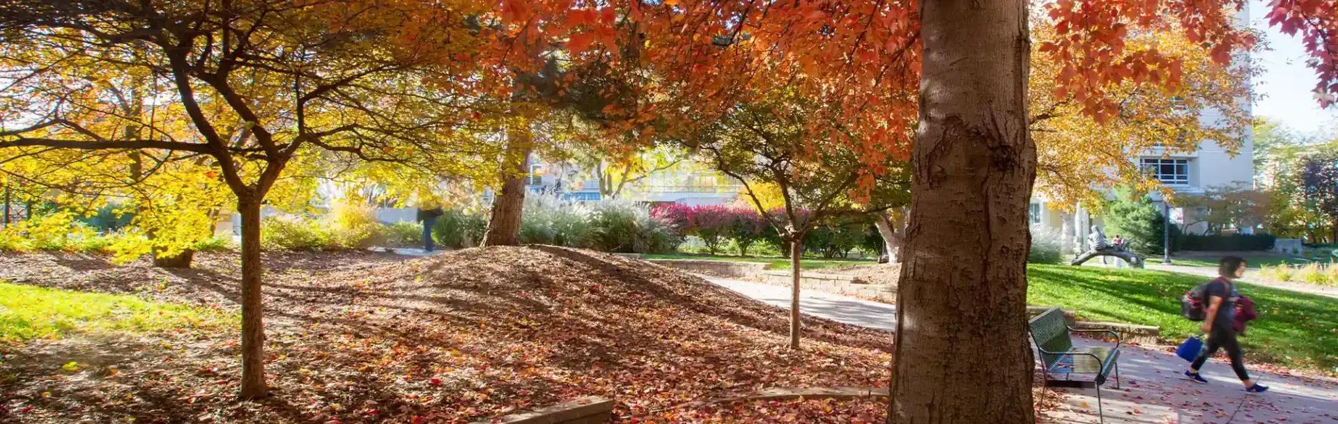 Autumn trees on campus