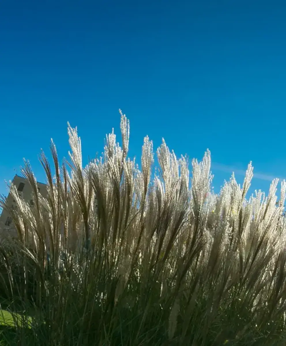 Campus shot with sun beaming behind tall grass.