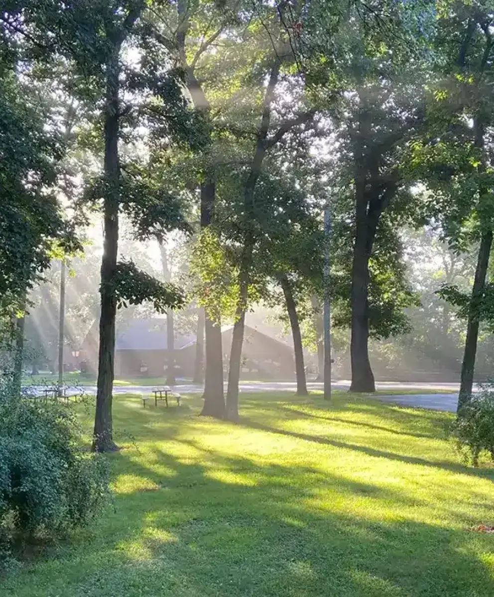 Sunlight coming through wooded area.