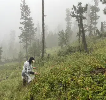 Foraging for Wild Raspberries on a Foggy Day in the Black Hills of South Dakota​, by Hana Griffin, School of Medicine
