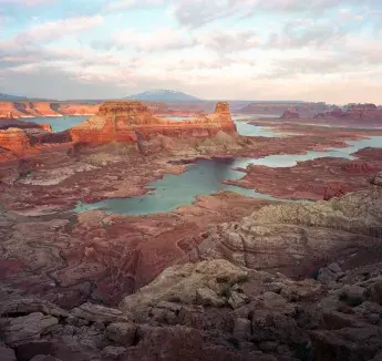 Desert Vasculature​, Benjamin Theurer, School of Medicine