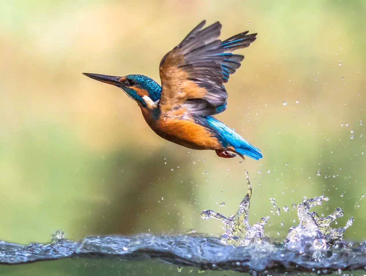 kingfisher rising from water