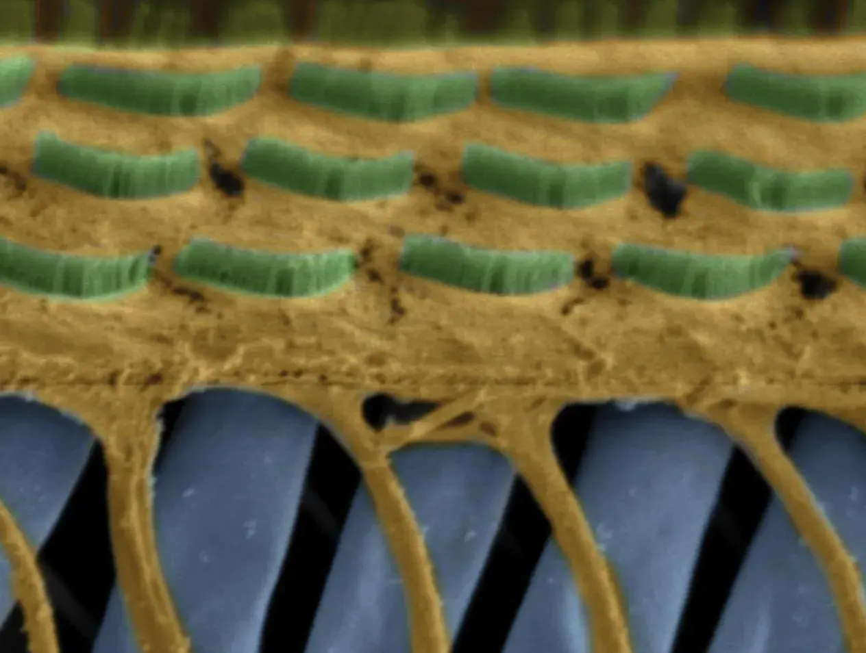 Image of cells