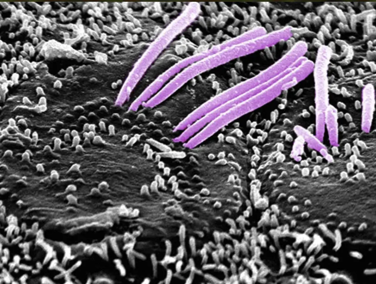 Cell image