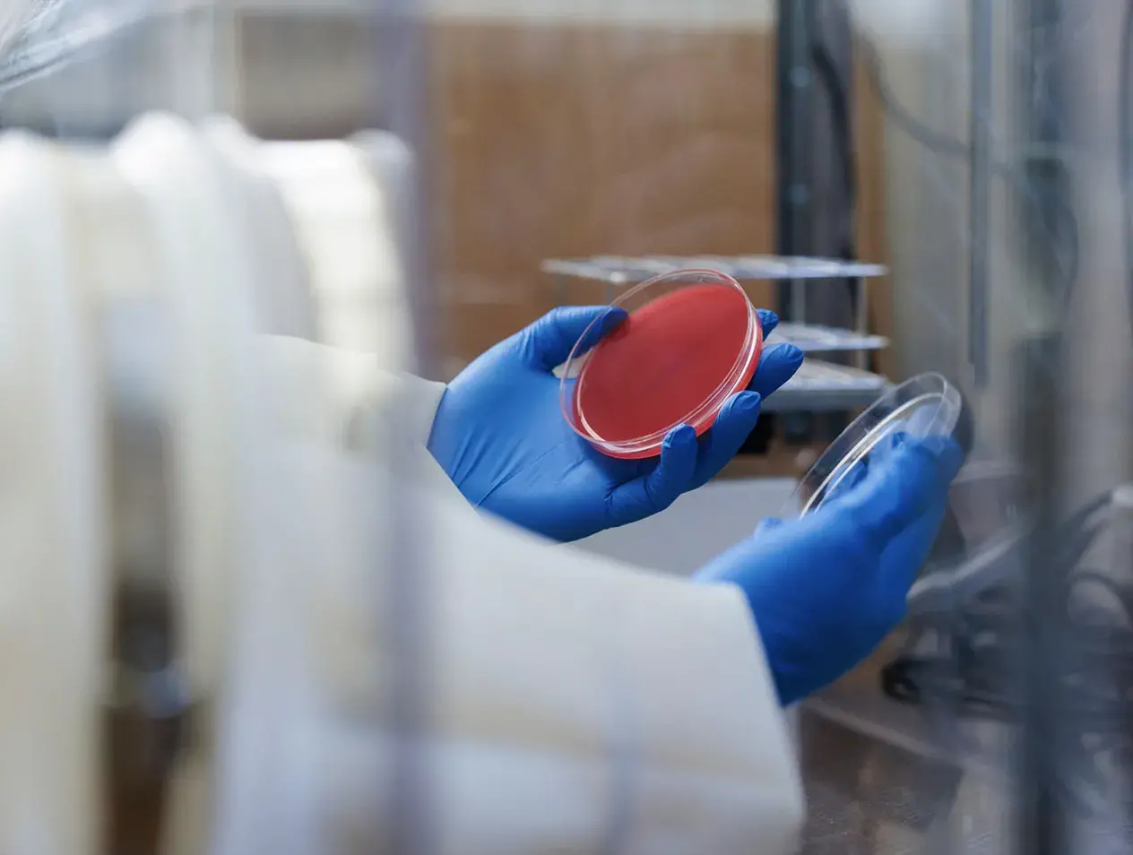 Examining petri dish