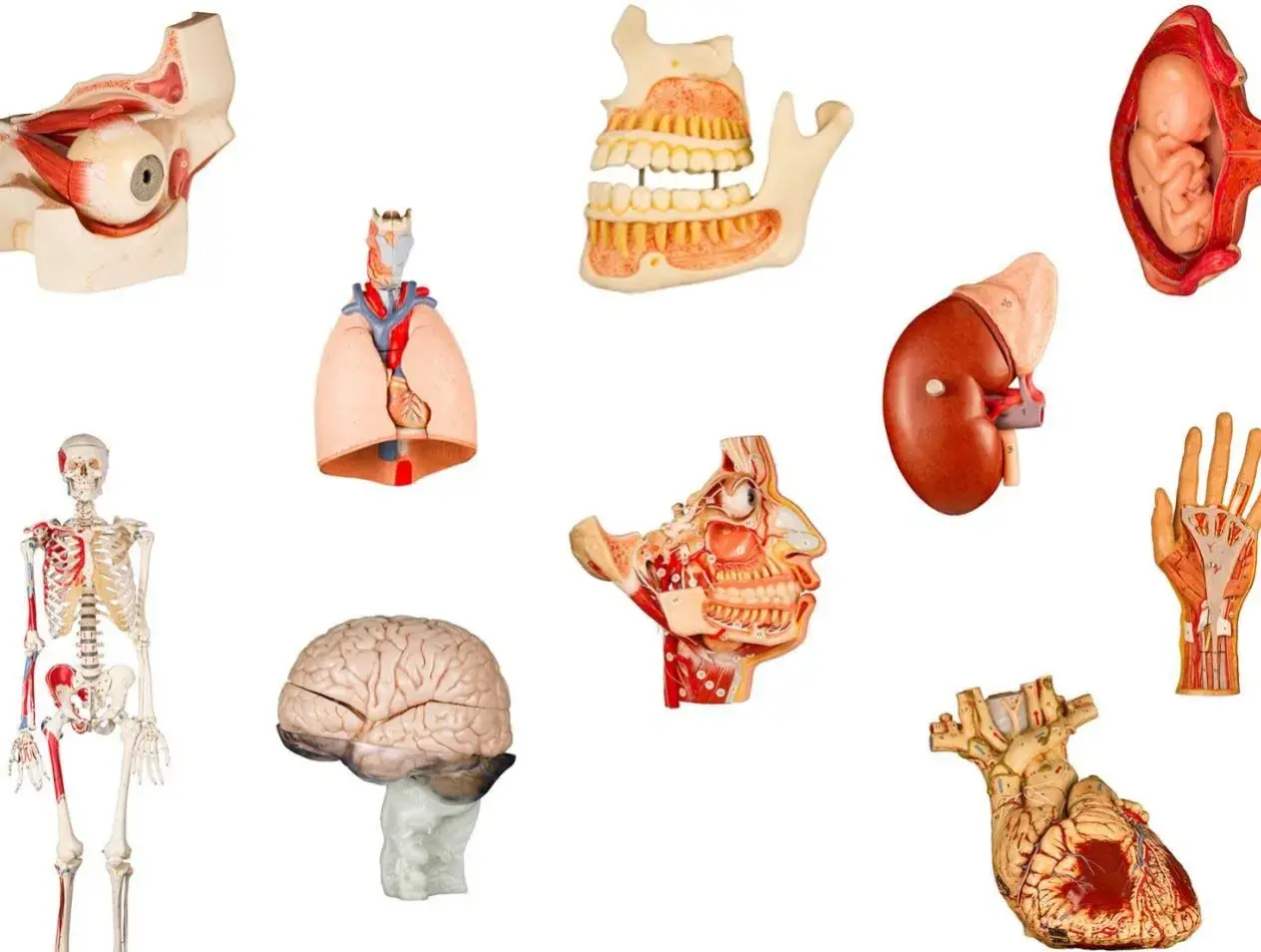 Models Simulator header image