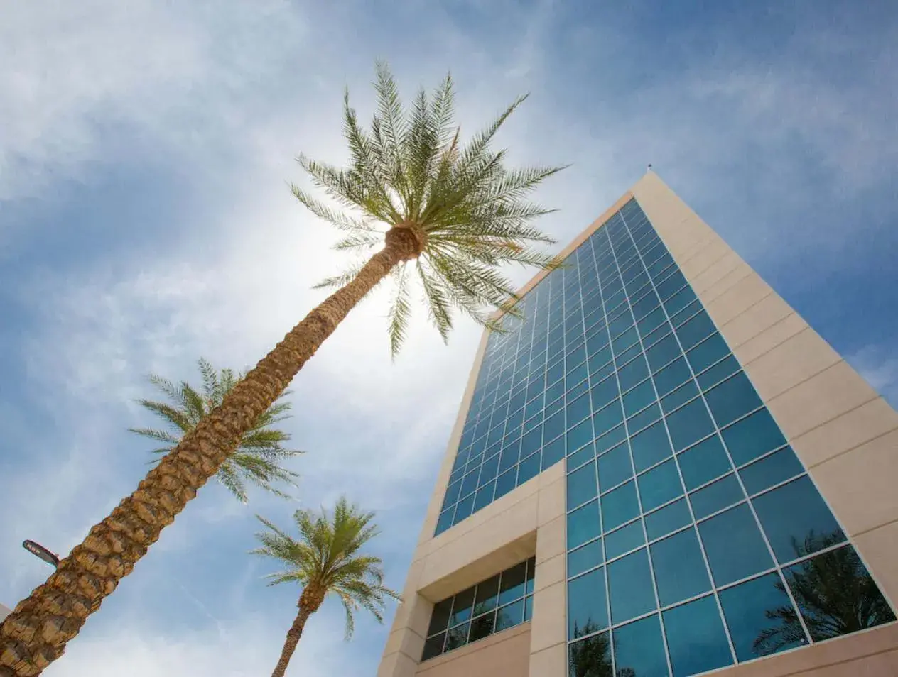 Palm tree beside campus building