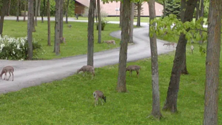 Deer grazing
