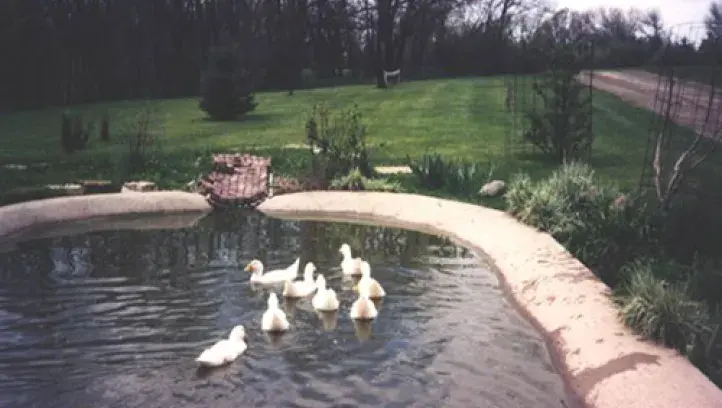 Ducks on pond