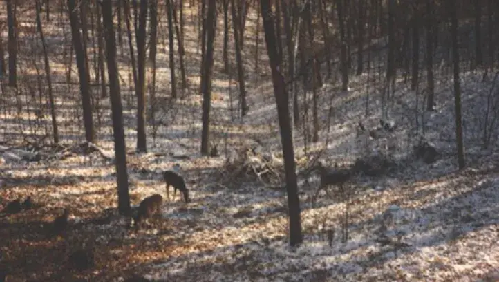 Grazing Deer