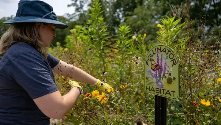 Woman working in pollinator garden.