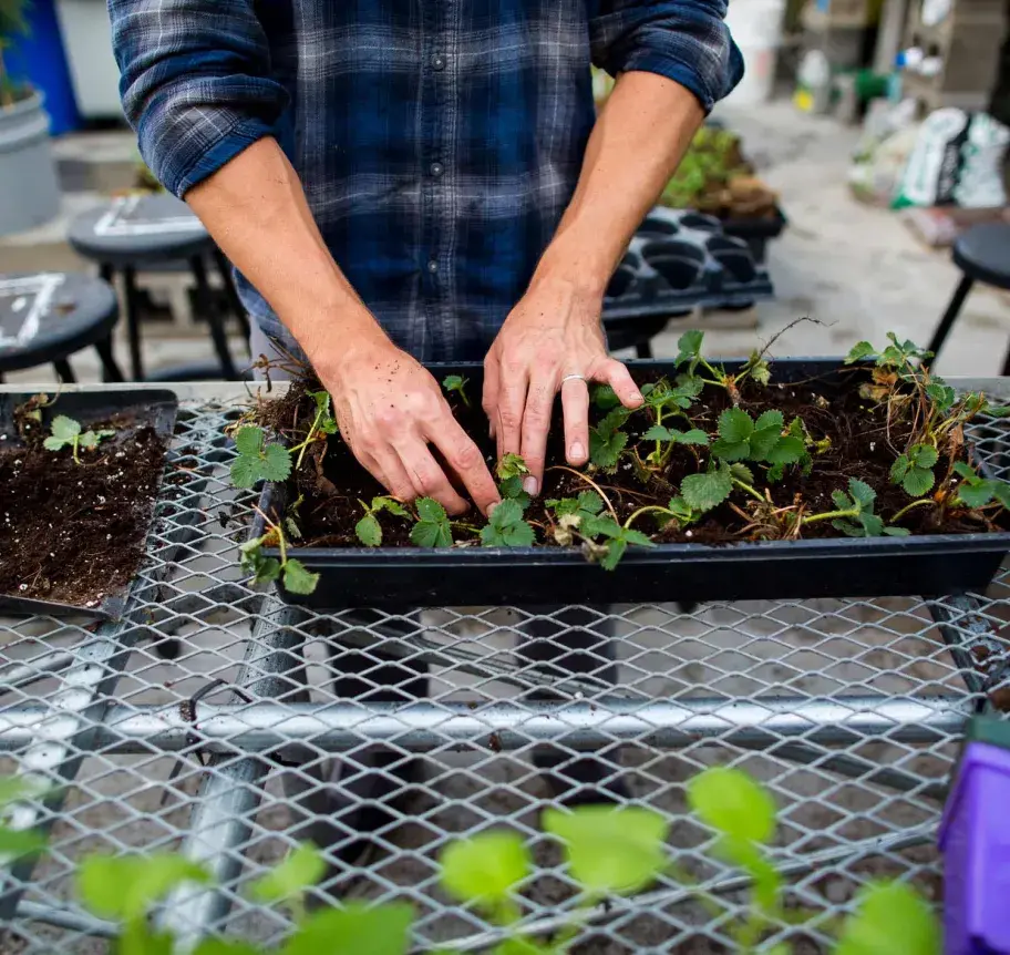 Sustainability student caring for seedlings