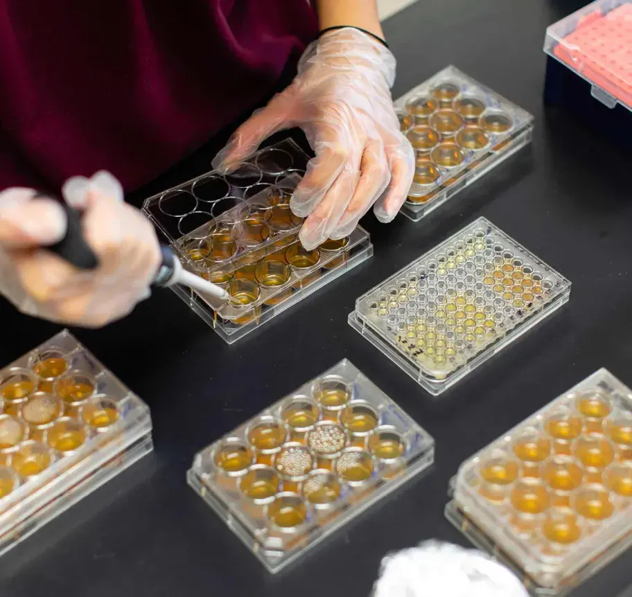 Applied chemistry students in lab