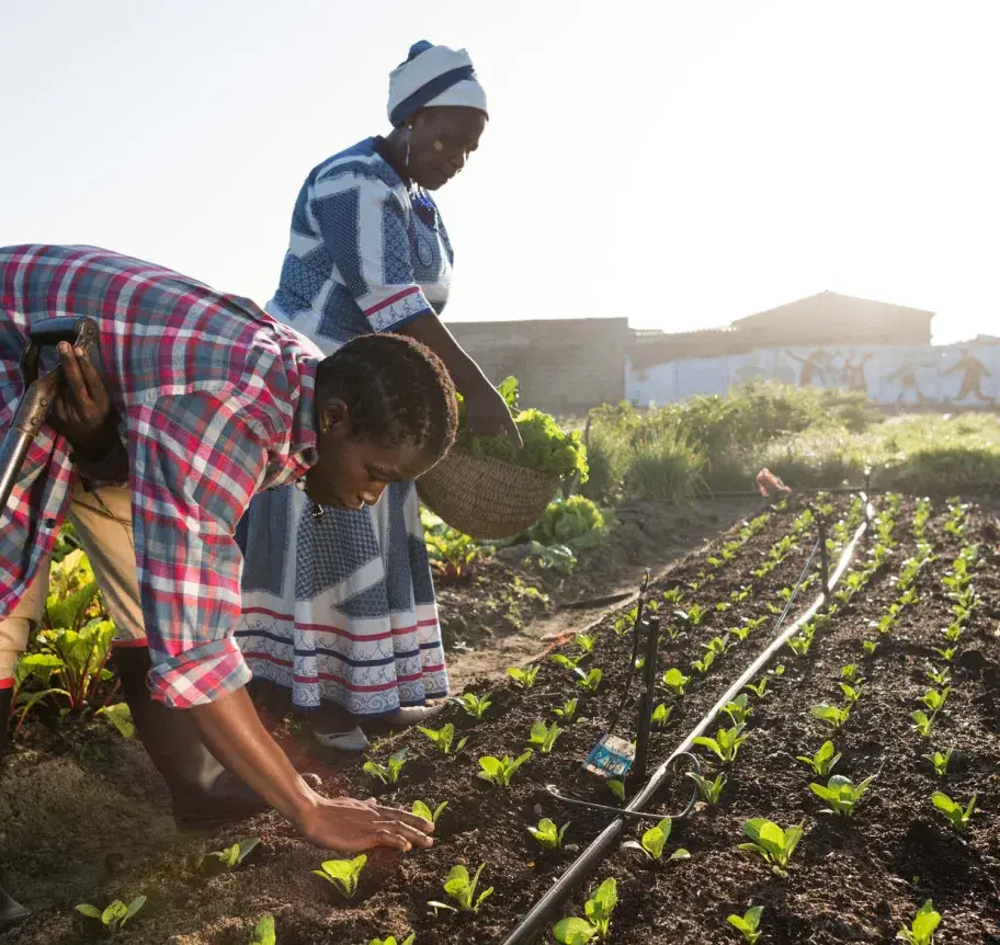 African workers in the field
